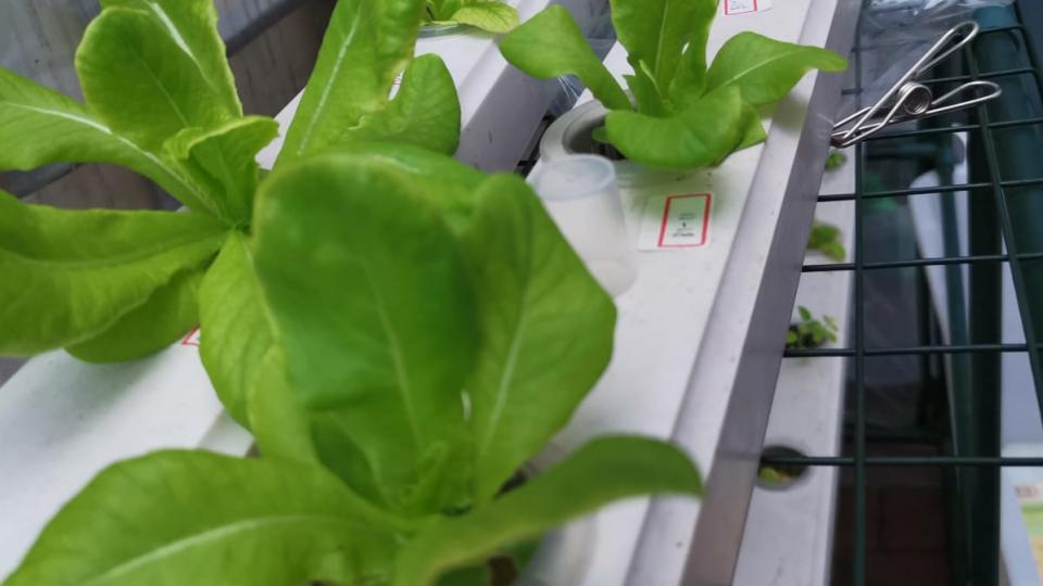 Roman lettuce in the Aquaponics system