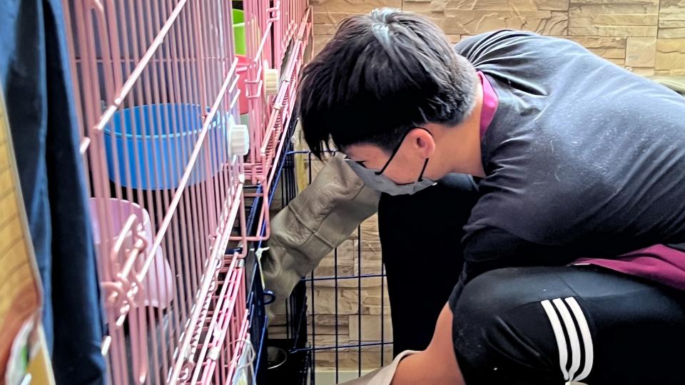 Volunteer cleaning a cat's cage