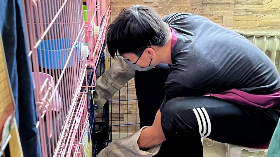 Volunteer cleaning a cat's cage