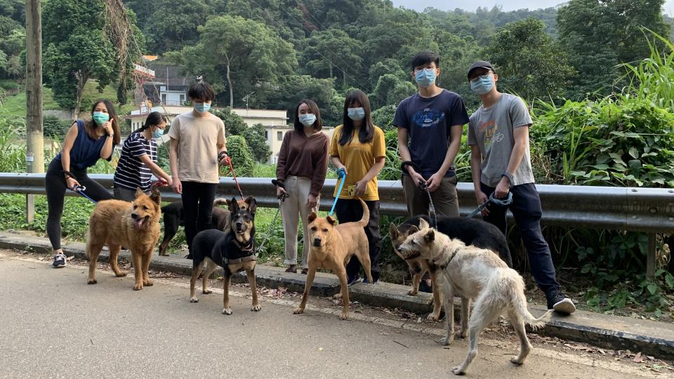 Volunteers walking rescued dogs