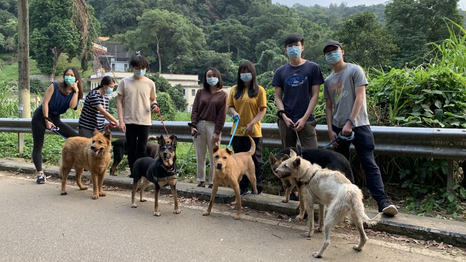 Volunteers walking rescued dogs