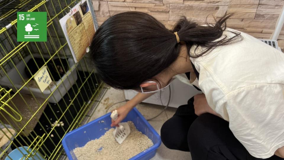 Volunteers cleaning the cat cages.