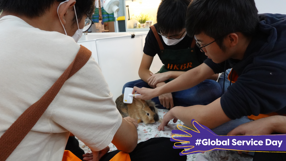 Volunteers brushing the bunny.