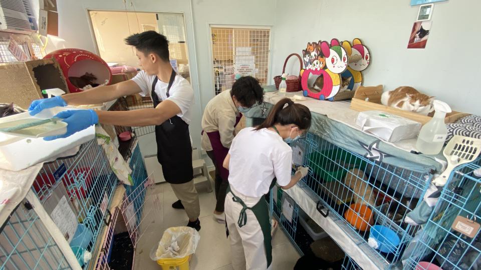Volunteers maintaining a clean and safe environment for the cats.