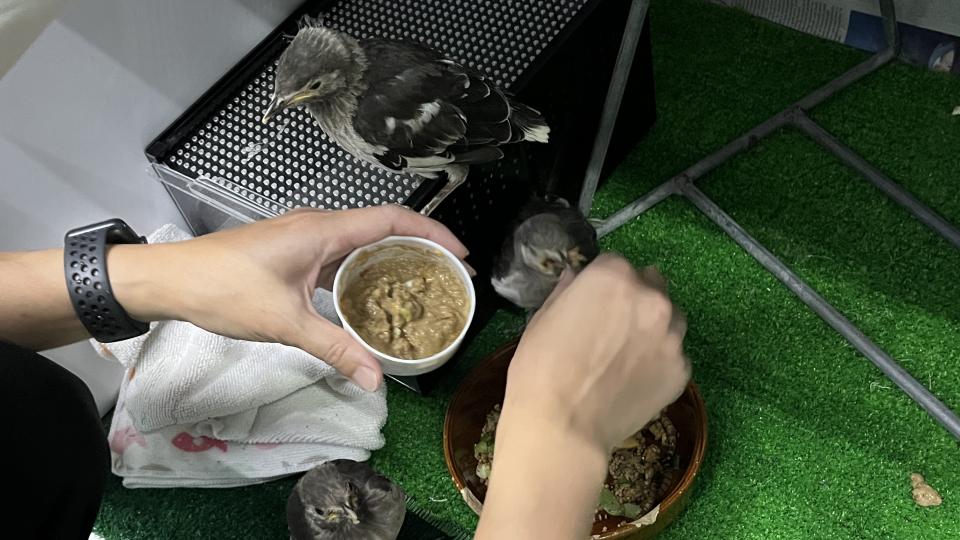 Feeding birds
