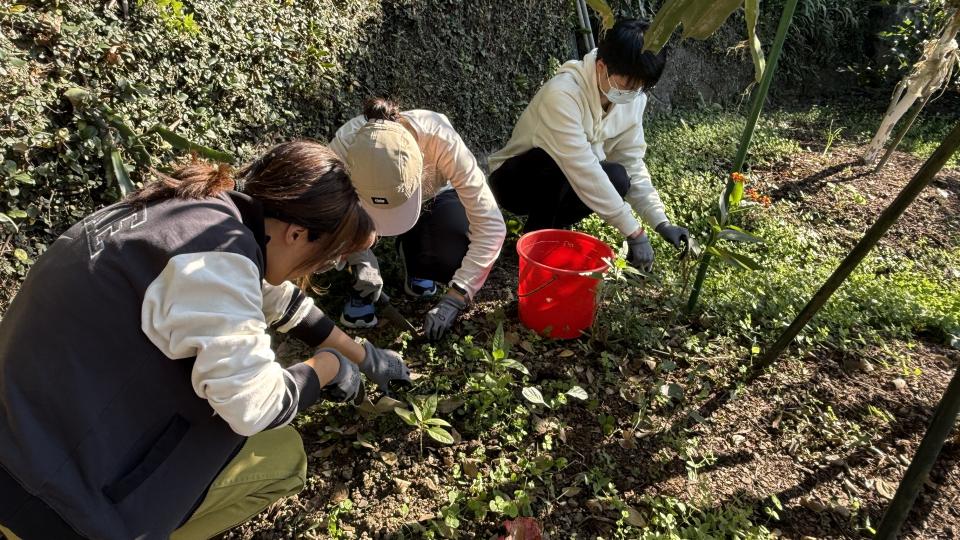 Volunteers removing weeds
