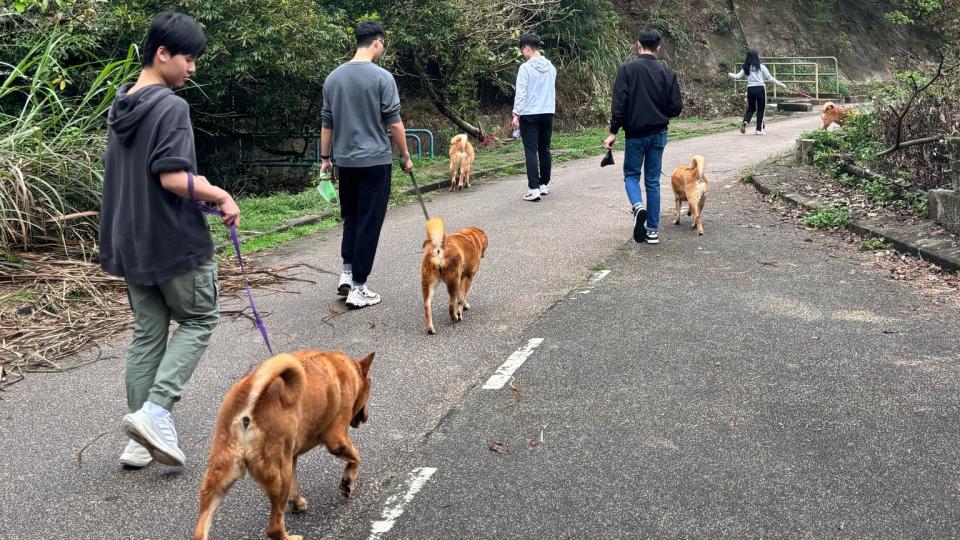 Students taking the rescued dogs on a walk