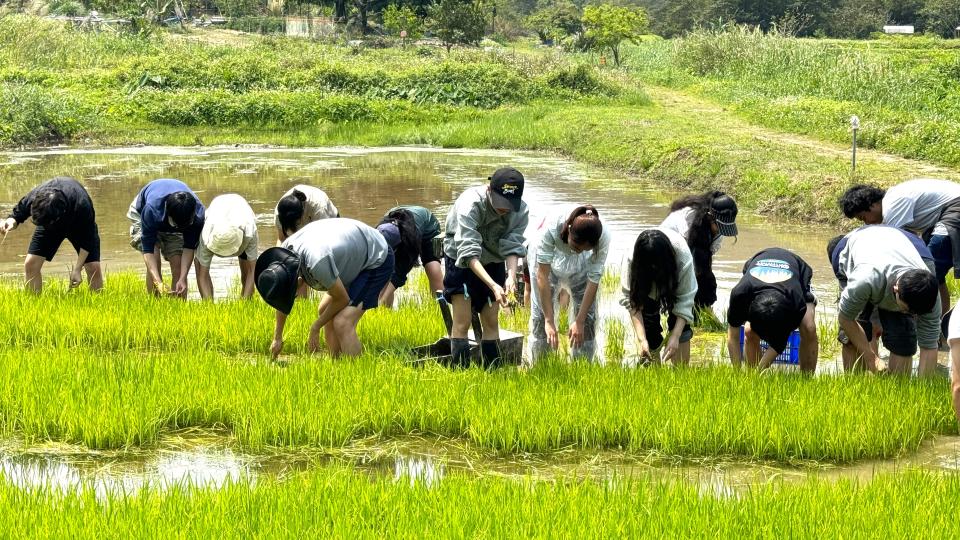rice planting