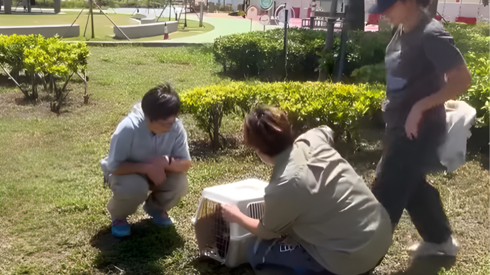 Returning an eagle back to wildlife