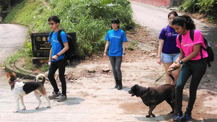 Volunteers walking with dogs side by side