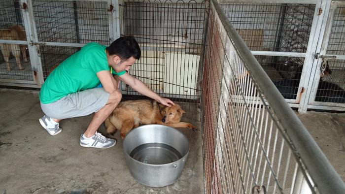 Enjoying the day with the dogs