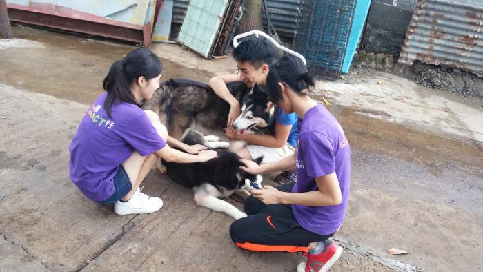 Volunteers showing care to the dogs