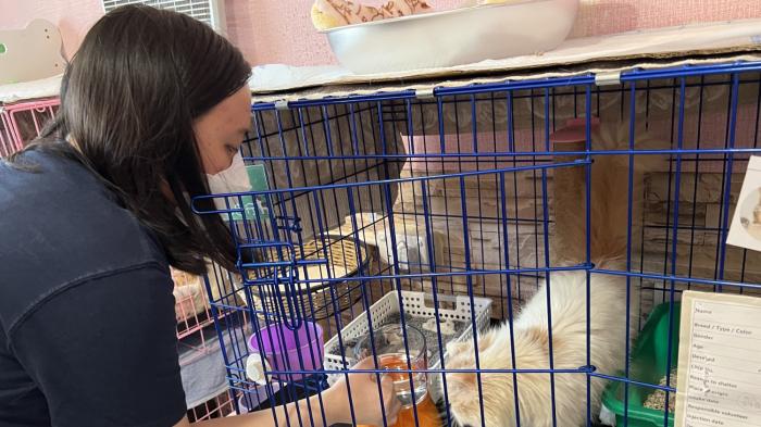 Volunteer playing with cat