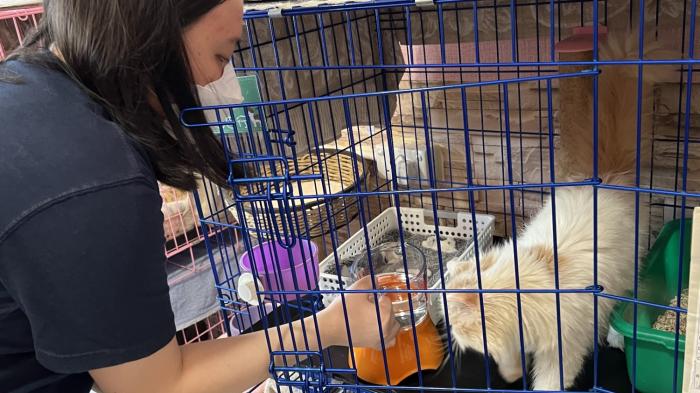 Cleaning at cat shelter