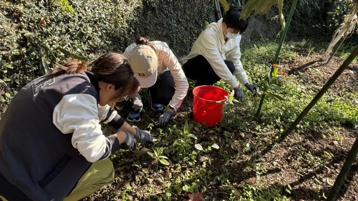 Volunteers removing weeds