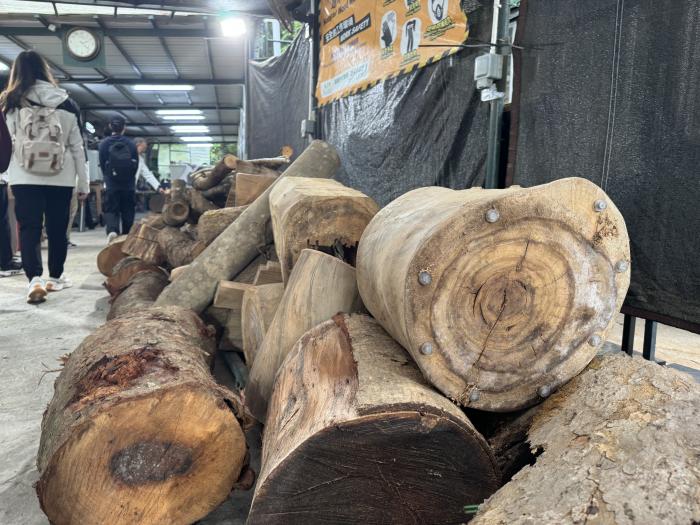 Students examining the gathered wood logs