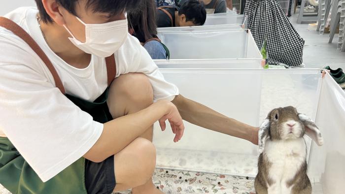 Students petting a bunny