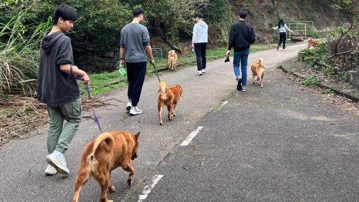 Students taking the rescued dogs on a walk