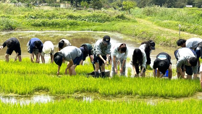 rice planting