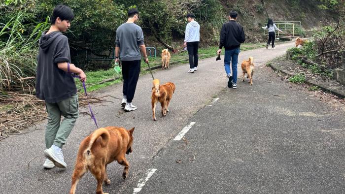 Volunteers walking the dogs