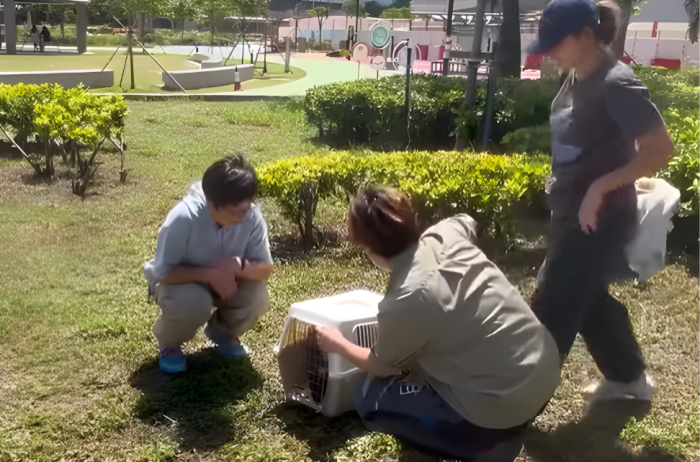 Returning an eagle back to wildlife