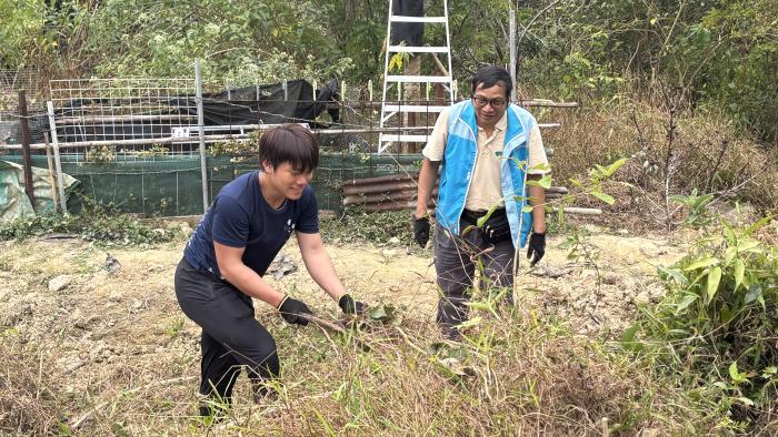 Student removing overgrown weed at Fung Yuen Butterfly Reserve 