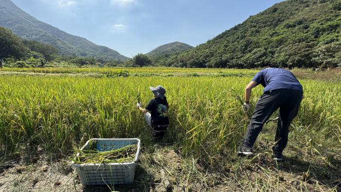 Rice Harvesting 