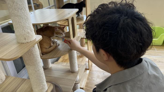 Volunteer offering care and companionship to a shelter cat