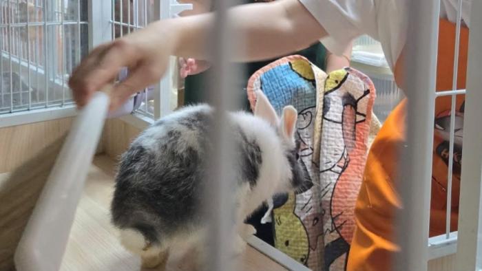 Volunteers cleaning the bunnies' cages 