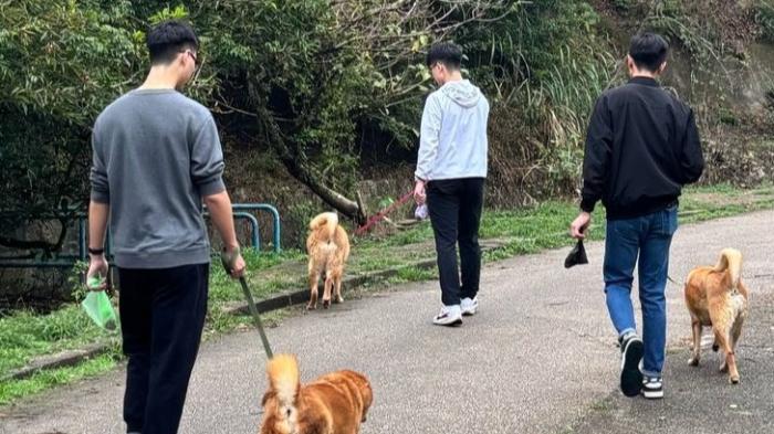 Volunteers walking the dogs